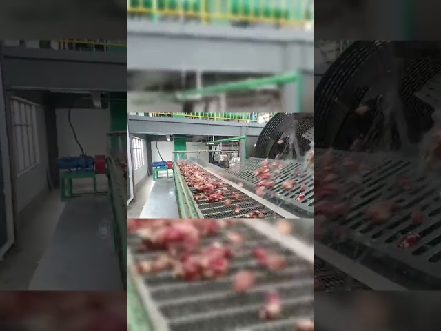 Cina Electric Alcohol Production Equipment Cassava Starch Paddle Cleaning Machinefunction gtElInit() {var lib = new google.translate.TranslateService();lib.translatePage('en', 'id', function () {});} Dijual